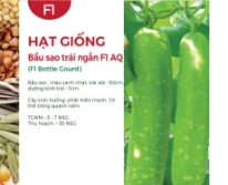 Hạt giống Bầu sao trái ngắn F1 AQ