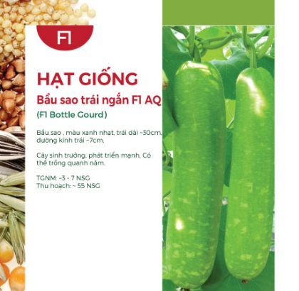 Hạt giống Bầu sao trái ngắn F1 AQ