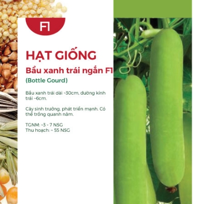 Hạt giống Bầu xanh trái ngắn F1 218AQ