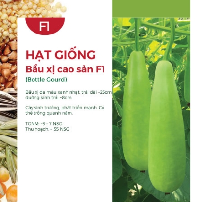 Hạt giống Bầu xị F1 400AQ