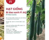 Hạt giống Bí đao xanh F1 581AQ