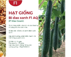 Hạt giống Bí đao xanh F1 581AQ