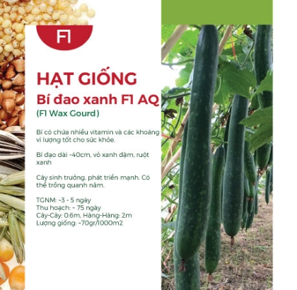 Hạt giống Bí đao xanh F1 581AQ