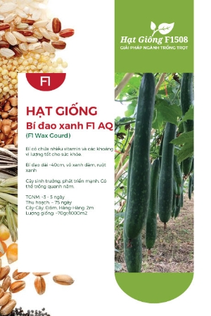 Hạt giống Bí đao xanh F1 581AQ