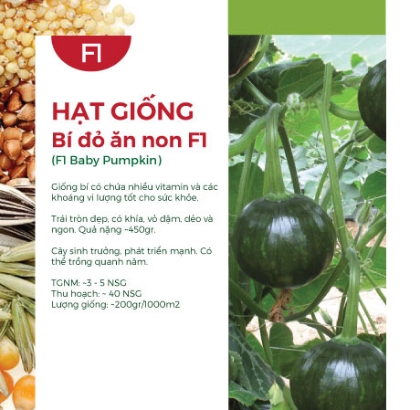 Hạt giống Bí đỏ ăn non F1