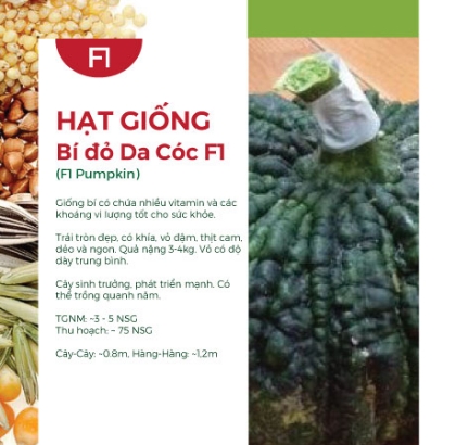 Hạt giống Bí đỏ da cóc F1
