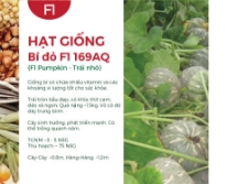 Hạt giống Bí đỏ F1 169AQ - Trái nhỏ