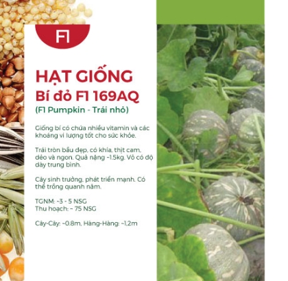 Hạt giống Bí đỏ F1 169AQ - Trái nhỏ