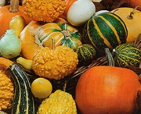 Hạt giống Bí ngô mini