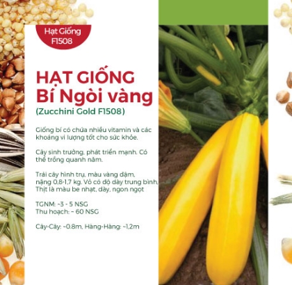 Hạt giống Bí ngồi vàng F1 588AQ