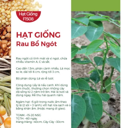 Hạt giống Bồ ngót