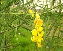 Hạt giống Bông Điên Điển