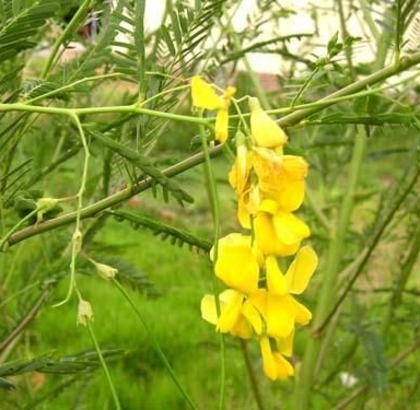 Hạt giống Bông Điên Điển