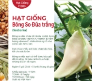 Hạt giống bông so đũa trắng