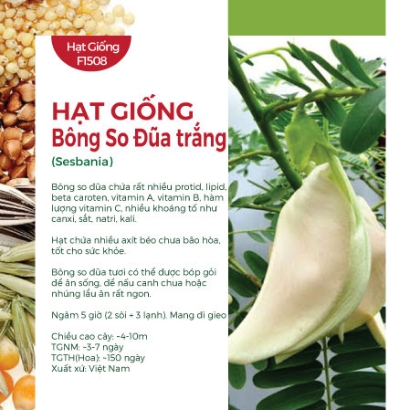 Hạt giống bông so đũa trắng