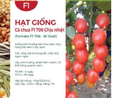 Hạt giống Cà chua chịu nhiệt lai F1 706 - Trái oval