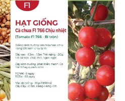Hạt giống Cà chua chịu nhiệt lai F1 766 - Trái tròn