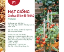 Hạt giống Cà chua bi lùn đỏ F1 480AQ