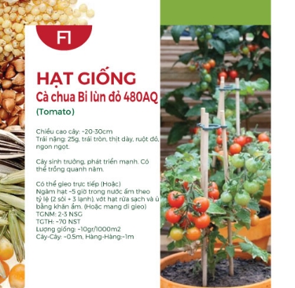 Hạt giống Cà chua bi lùn đỏ F1 480AQ