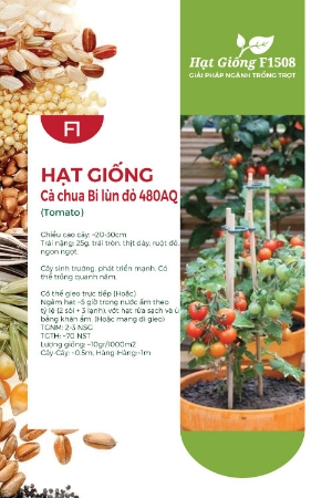 Hạt giống Cà chua bi lùn đỏ F1 480AQ
