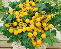 Hạt giống Cà chua bi lùn vàng