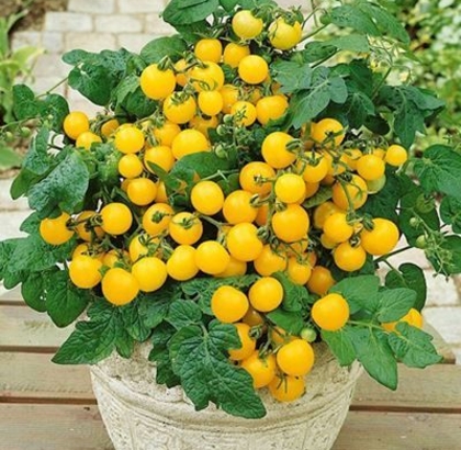 Hạt giống Cà chua bi lùn vàng