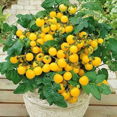 Hạt giống Cà chua bi lùn vàng