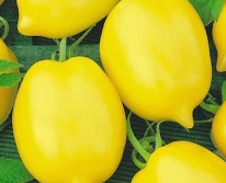 Hạt giống Cà chua chanh