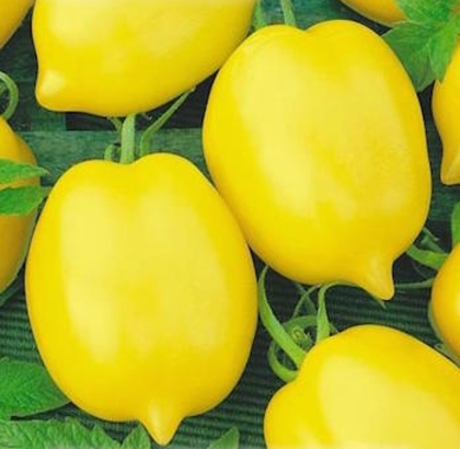 Hạt giống Cà chua chanh