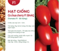 Hạt giống Cà chua cherry đỏ F1 584AQ