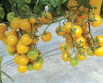 Hạt giống Cà chua cherry vàng F1