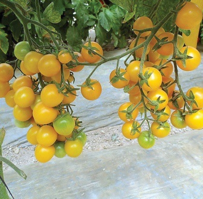 Hạt giống Cà chua cherry vàng F1