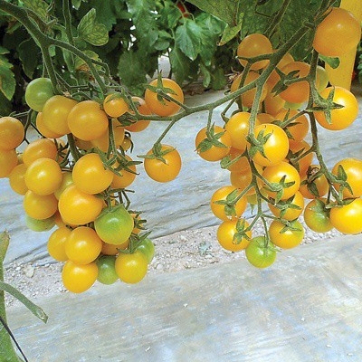 Hạt giống Cà chua cherry vàng F1