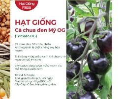 Hạt giống Cà chua đen Mỹ OG