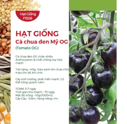 Hạt giống Cà chua đen Mỹ OG