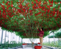 Hạt giống Cà chua leo giàn