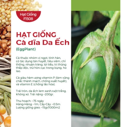 Hạt giống Cà dĩa da ếch