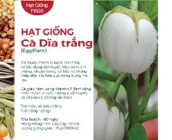 Hạt giống Cà dĩa trắng