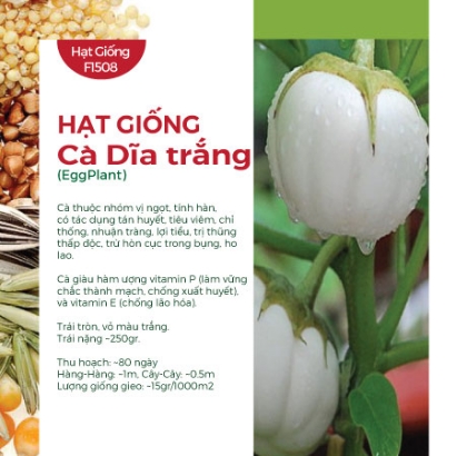 Hạt giống Cà dĩa trắng