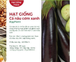 Hạt giống Cà nâu cơm xanh