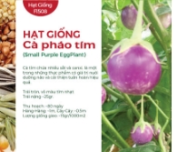 Hạt giống Cà pháo tím