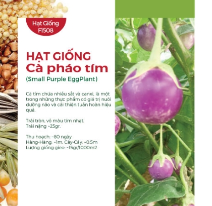 Hạt giống Cà pháo tím
