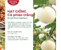 Hạt giống Cà pháo trắng