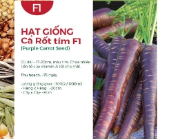Hạt giống Cà rốt tím F1