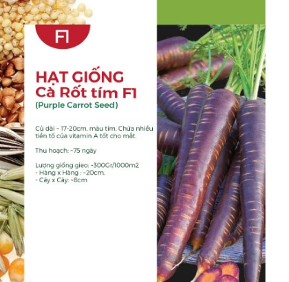 Hạt giống Cà rốt tím F1