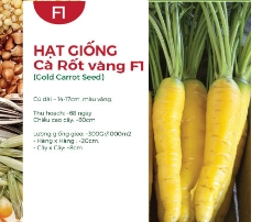 Hạt giống Cà rốt vàng F1