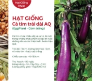 Hạt giống Cà tím trái dài AQ