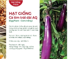 Hạt giống Cà tím trái dài AQ