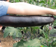 Hạt giống Cà tím khổng lồ 50cm