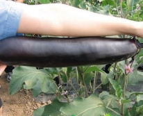 Hạt giống Cà tím khổng lồ 50cm
